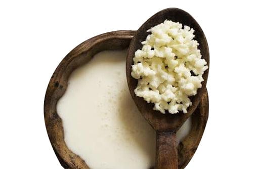 Nourishme Organics Milk Kefir Grains ready to ferment
