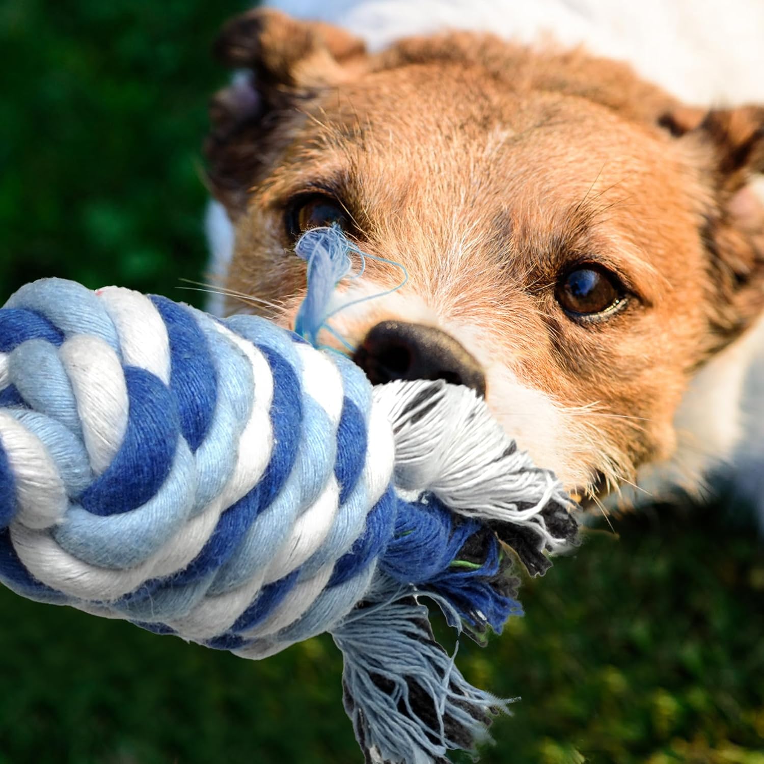 Close-up of a dog chewing a TwoEar rope toy with a loose cotton fiber visible